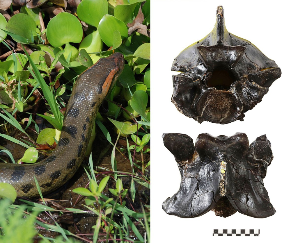 anaconda fossil vertebrae, it's black with a pointed upper side